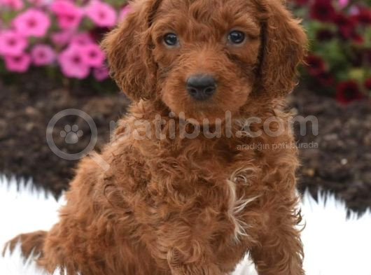 Teacup 2 Kg Garanti̇si̇ Altinda Kirmizi Red Tooy Poodle görsel