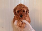 Maltipo cinsi yavrular kahve tonlu mini boy puppy