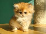 Oyuncak Golden British Longhair