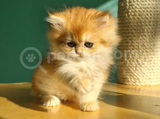 Oyuncak Golden British Longhair görsel