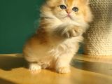 Oyuncak Golden British Longhair