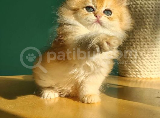 Oyuncak Golden British Longhair görsel