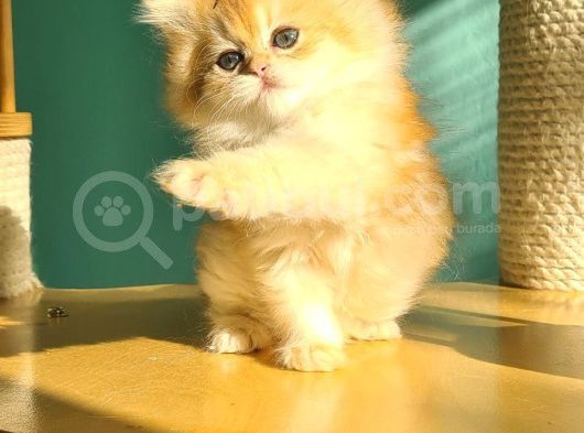 Oyuncak Golden British Longhair