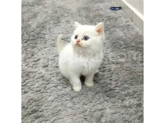 Sahipleneceğin Özel Yavru Burda görsel