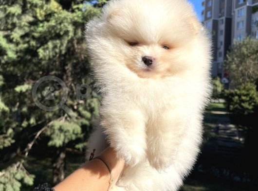 Efsane Teddy Bear görsel