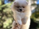 Efsane Teddy bear