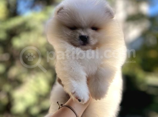 Efsane Teddy Bear