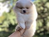 Efsane Teddy Bear