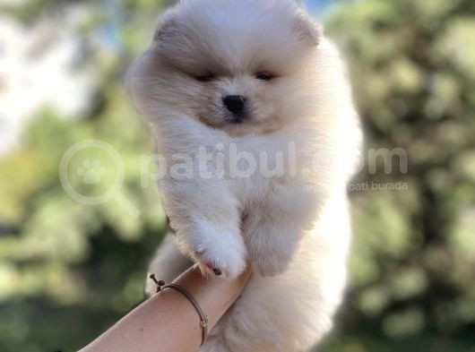 Efsane Teddy Bear görsel