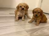 Irk Ve Sağlik Garanti̇ Orji̇nal Cockapoo Bebeği̇mi̇z