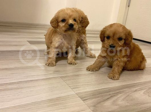Irk Ve Sağlik Garanti̇ Orji̇nal Cockapoo Bebeği̇mi̇z görsel