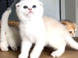 SENEDE BİR KEZ BURADAYİZ KAÇIRMAYIN SCOTTİSHFOLD