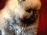 Garantili Pomeranian Boo Karta Taksitle