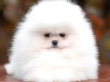Garantili Pomeranian Boo Karta Taksitle