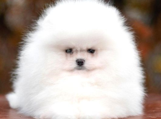 Garantili Pomeranian Boo Karta Taksitle