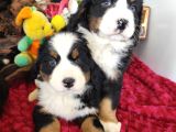 Bernese Mountai̇n Dog Yavrulari̇