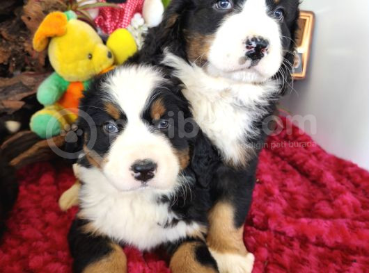 Bernese Mountai̇n Dog Yavrulari̇ görsel