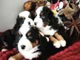 Bernese Mountai̇n Dog Yavrulari̇