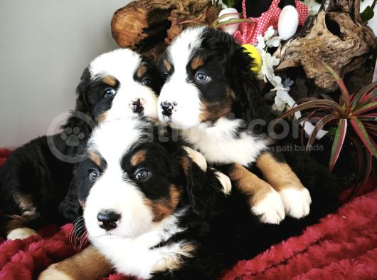 Bernese Mountai̇n Dog Yavrulari̇ görsel