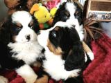 Bernese Mountai̇n Dog Yavrulari̇