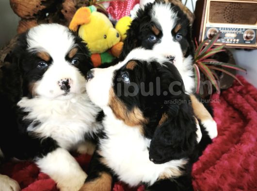 Bernese Mountai̇n Dog Yavrulari̇ görsel