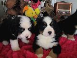 Bernese Mountai̇n Dog Yavrulari̇