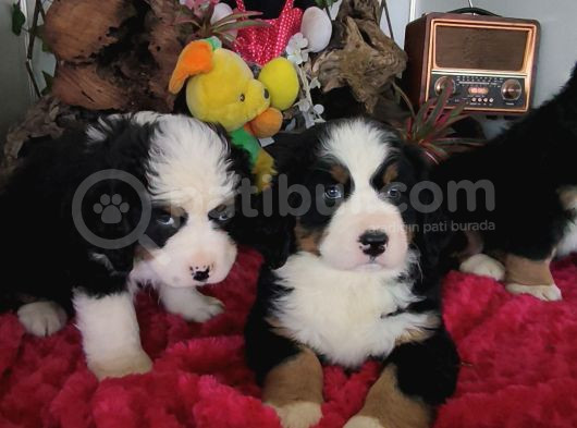Bernese Mountai̇n Dog Yavrulari̇ görsel