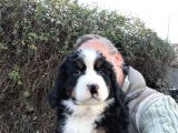 Bernese Mountai̇n Dog Yavrulari̇