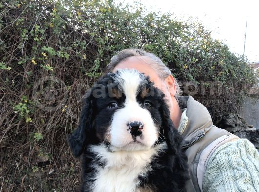 Bernese Mountai̇n Dog Yavrulari̇ görsel