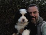 Bernese Mountai̇n Dog Yavrulari̇