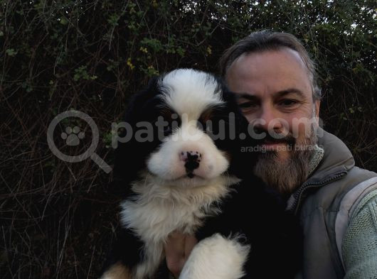 Bernese Mountai̇n Dog Yavrulari̇ görsel