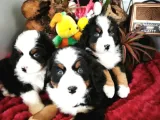 BERNESE MOUNTAİN DOG YAVRULARİ