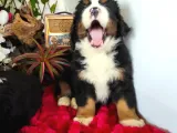 Bernese Mountai̇n Dog Yavrulari̇