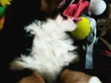 Bernese Mountai̇n Dog Yavrulari̇