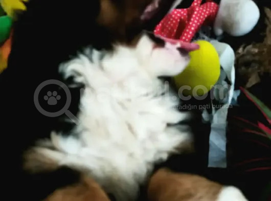 Bernese Mountai̇n Dog Yavrulari̇ görsel