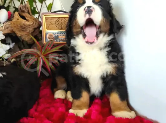 Bernese Mountai̇n Dog Yavrulari̇ görsel
