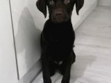 ücretsiz Çikolata Labrador Yavrusu IRK GARANTİLİ
