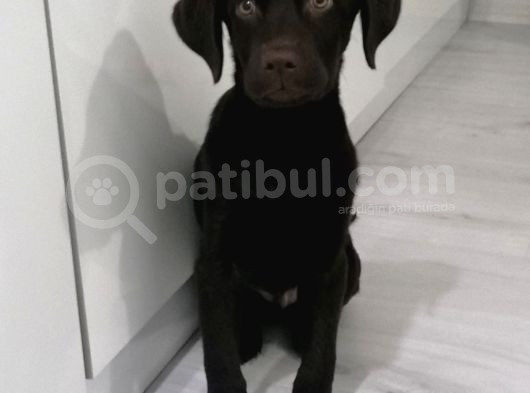 Ücretsiz Çikolata Labrador Yavrusu Irk Garanti̇li̇