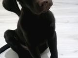 Ücretsiz Çikolata Labrador Yavrusu Irk Garanti̇li̇