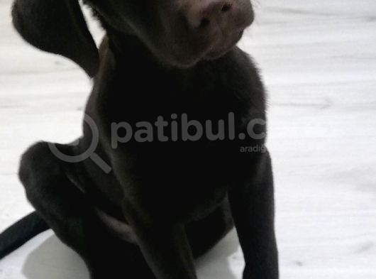 Ücretsiz Çikolata Labrador Yavrusu Irk Garanti̇li̇ görsel