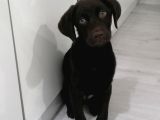 Ücretsiz Çikolata Labrador Yavrusu Irk Garanti̇li̇
