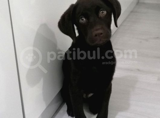 Ücretsiz Çikolata Labrador Yavrusu Irk Garanti̇li̇ görsel