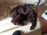 Ücretsiz Çikolata Labrador Yavrusu Irk Garanti̇li̇