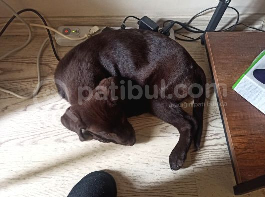 Ücretsiz Çikolata Labrador Yavrusu Irk Garanti̇li̇ görsel