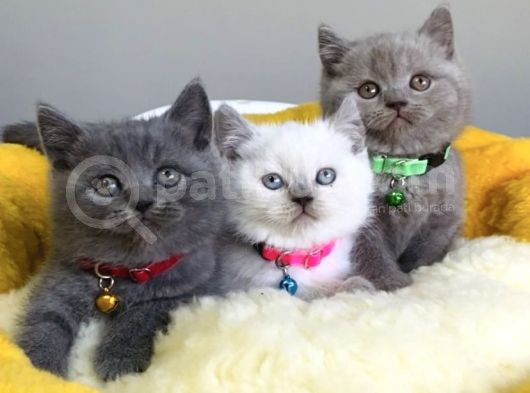 Blue-Lilac-Bluepoınt Brıtısh Shorthair Yavrularım