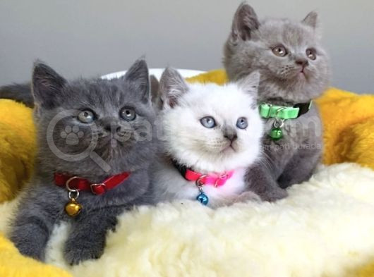 Blue-Lilac-Bluepoınt Brıtısh Shorthair Yavrularım görsel