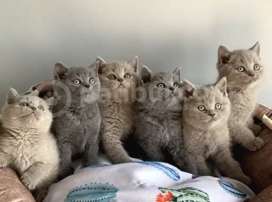 Show Kalite Blue Lilac Brıtısh Shorthair görsel