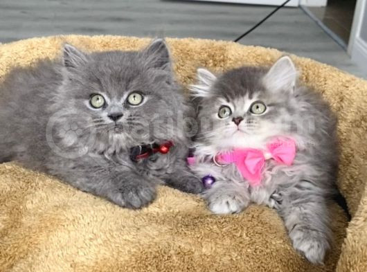A Kalite British Longhair Yavrularım görsel
