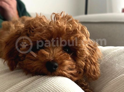 Kore Toy Poddle 6 Aylık görsel
