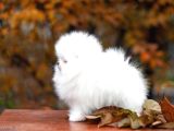 Garantili Pomeranian Boo Karta Taksitle